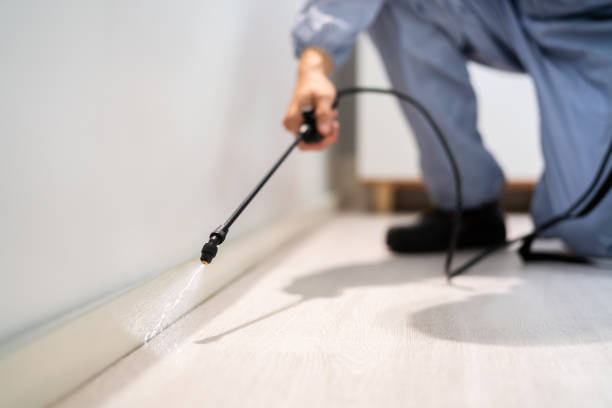 Licensed Ant Control service in Lake Ridge, VA - Show Me Pest Control